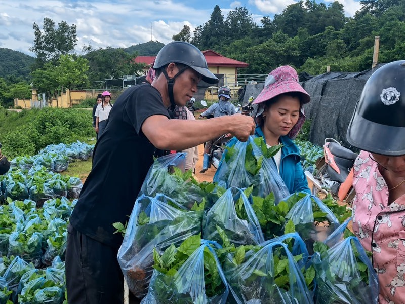 CHIỀNG SINH ĐẨY MẠNH PHÁT TRIỂN KINH TẾ TỪ CÂY CÀ PHÊ