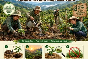CHỦ ĐỘNG TRỒNG, CHĂM SÓC CÂY CÀ PHÊ, BẢO ĐẢM TỶ LỆ CÂY SỐNG CAO, HƯỚNG TỚI SẢN XUẤT BỀN VỮNG